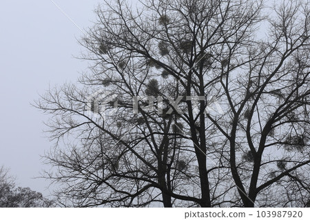 Mistletoe on trees in winter forest Mistletoe on trees in winter forest 103987920