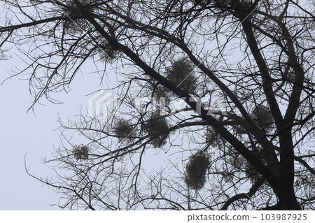 Mistletoe on trees in winter forest Mistletoe on trees in winter forest 103987925