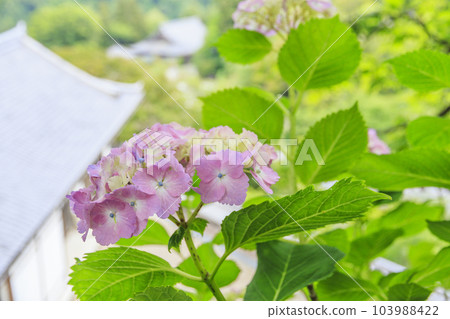 Fresh green of Hasedera and hydrangea corridor Fresh green of Hasedera and hydrangea corridor 103988422