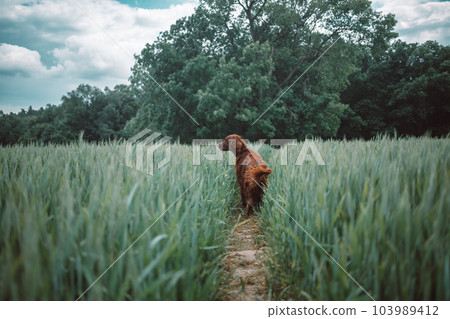 Gorgeous young Irish Setter dog standing in field and sitting in a meadow with a blurred background while looking as if contemplating life. Purebred with a happy and excited friendly personality. Gorgeous young Irish Setter dog standing in field and sitting in a meadow with a blurred background while looking as if contemplating life. Purebred with a happy and excited friendly personality. 103989412
