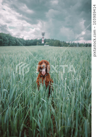 Gorgeous young Irish Setter dog standing in field and sitting in a meadow with a blurred background while looking as if contemplating life. Purebred with a happy and excited friendly personality. Gorgeous young Irish Setter dog standing in field and sitting in a meadow with a blurred background while looking as if contemplating life. Purebred with a happy and excited friendly personality. 103989414