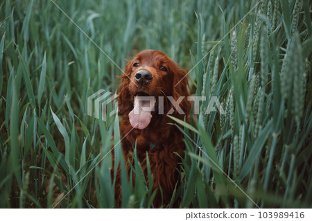 Purebred best sale irish setter