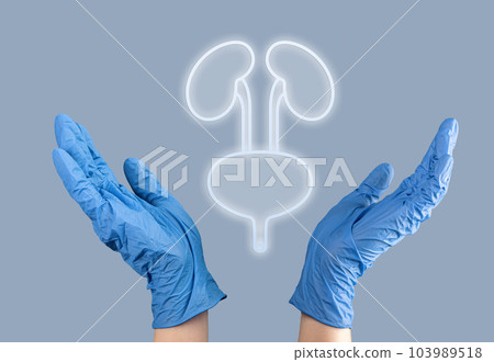 Kidneys and bladder organ diagnostic and health care concept Kidneys and bladder organ diagnostic and health care concept 103989518