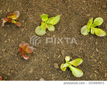 Seedlings Lactuca sativa lettuce leaves vegetable butterhead bio green red capitata young planting detail greenhouse foil field crop farm farming garden salad growing organic curly close-up Europe Seedlings Lactuca sativa lettuce leaves vegetable butterhead bio green red capitata young planting detail greenhouse foil field crop farm farming garden salad growing organic curly close-up Europe 103989851