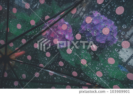umbrella, brolly, hydrangea 103989901