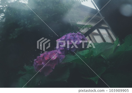 繡球花 傘 下雨 103989905