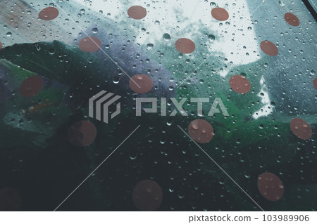 hydrangea, umbrella, brolly 103989906