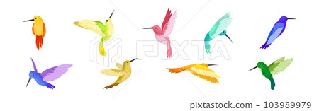 Colorful Hummingbird with Long Beak and Bright Feathers Vector Set Colorful Hummingbird with Long Beak and Bright Feathers Vector Set 103989979