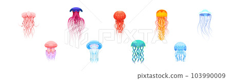 Colorful Jellyfish with Umbrella-shaped Bell and Trailing Tentacles Vector Set 103990009