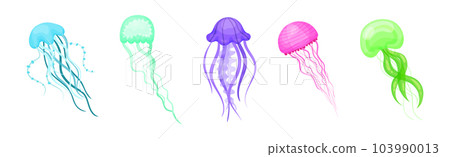 Colorful Jellyfish with Umbrella-shaped Bell and Trailing Tentacles Vector Set 103990013