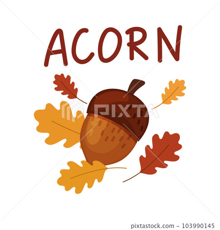Cartoon style acorn oak isolated on a white background. Cartoon style acorn oak isolated on a white background. 103990145