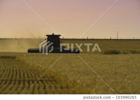 Harvester machine, harvesting in the Argentine countryside, Buenos Aires province, Argentina. 103990265