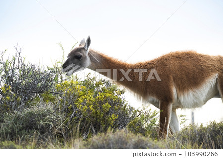 Guanaco in semidesertic landscape, Peninsula Valdes, Patagonia, Argentina Guanaco in semidesertic landscape, Peninsula Valdes, Patagonia, Argentina 103990266