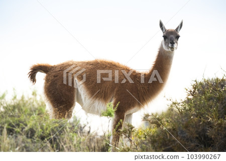 Guanaco in semidesertic landscape, Peninsula Valdes, Patagonia, Argentina 103990267