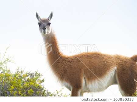 Guanaco in semidesertic landscape, Peninsula Valdes, Patagonia, Argentina 103990333