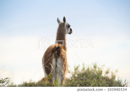 Guanaco in semidesertic landscape, Peninsula Valdes, Patagonia, Argentina Guanaco in semidesertic landscape, Peninsula Valdes, Patagonia, Argentina 103990334