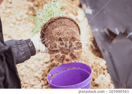The lavender roots are tangled in the soil that grew in the pot. 103990563