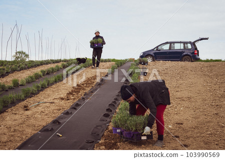 A man and a woman carry lavender seedlings in boxes to plant in the field. 103990569