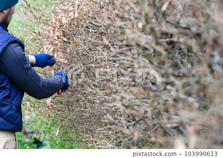Arrangement and leveling of the hedge with scissors, spring work in the garden. 103990613