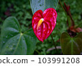 熱帶植物紅掌的照片。 103991208