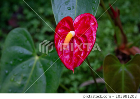 熱帶植物紅掌的照片。 熱帶植物紅掌的照片。 103991208