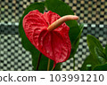 熱帶植物紅掌的照片。 103991210