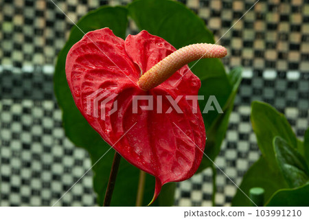 熱帶植物紅掌的照片。 103991210