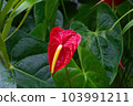 熱帶植物紅掌的照片。 103991211