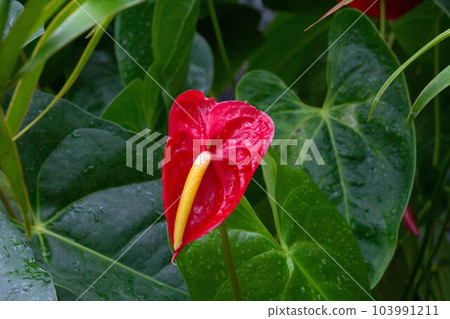 熱帶植物紅掌的照片。 熱帶植物紅掌的照片。 103991211