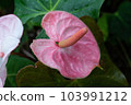 熱帶植物紅掌的照片。 103991212