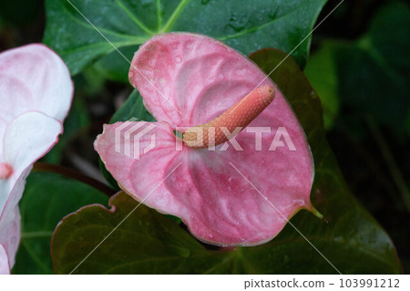 A photo of the tropical plant Anthurium. 103991212