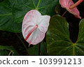 熱帶植物紅掌的照片。 103991213