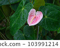 熱帶植物紅掌的照片。 103991214