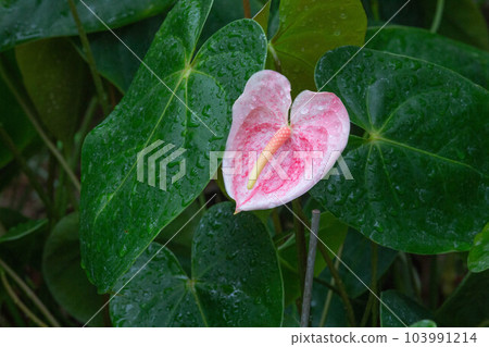 熱帶植物紅掌的照片。 熱帶植物紅掌的照片。 103991214