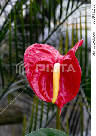 熱帶植物紅掌的照片。 熱帶植物紅掌的照片。 103991215