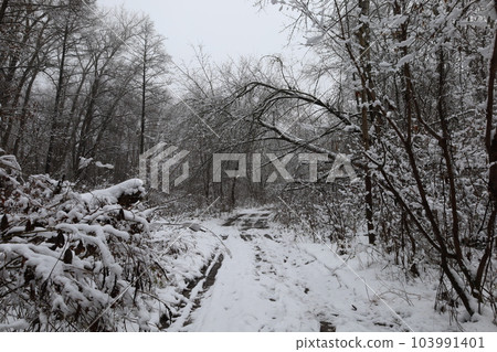 fog in winter, winter landscape, winter forest atmosphere, road in the woods fog in winter, winter landscape, winter forest atmosphere, road in the woods 103991401