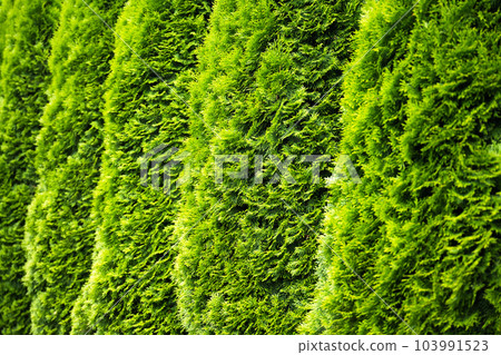 Green Hedge of Thuja Trees Green Hedge of Thuja Trees 103991523