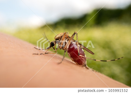 Macro photo of a mosquito sucking blood Macro photo of a mosquito sucking blood 103991532