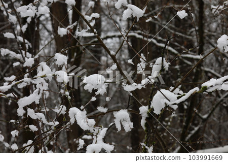 Dry plant in the snow, the first snow in the forest 103991669