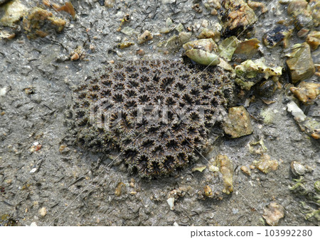 A photo of Kikumeishi coral, the most familiar reef-building coral that lives in shallow water A photo of Kikumeishi coral, the most familiar reef-building coral that lives in shallow water 103992280