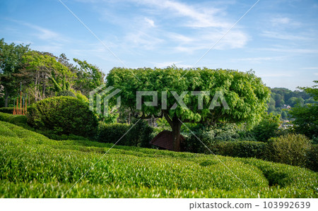 Amazing acacia topiary tree in Etretat gardens Amazing acacia topiary tree in Etretat gardens 103992639