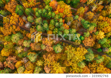 Autumn forest from above 103992748