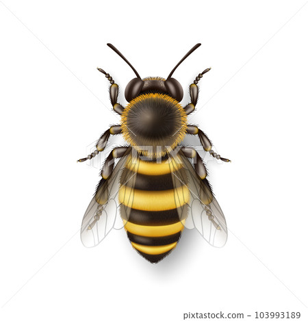 Vector 3d Realistic Detailed Honey Bee Icon Closeup Isolated on White Background. Queen Honeybee Design Template, Vector Illustration of Bee in Macro, Top VIew 103993189