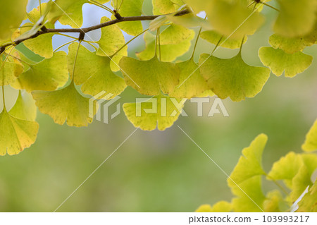 Ginkgo leaves in Shosenkyo Gorge Ginkgo leaves in Shosenkyo Gorge 103993217