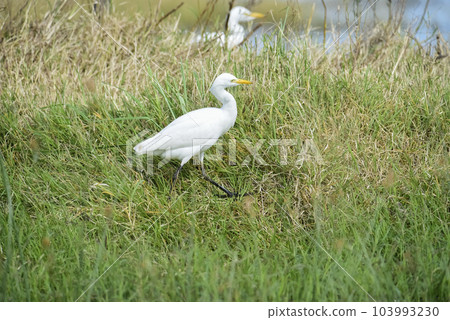 Egret hunting in grassland environment, La pampa, Argentina. 103993230