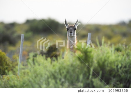 Guanaco in semidesertic landscape, Peninsula Valdes, Patagonia, Argentina Guanaco in semidesertic landscape, Peninsula Valdes, Patagonia, Argentina 103993866
