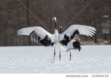 北海道東部冬季風景，日本起重機 103994219