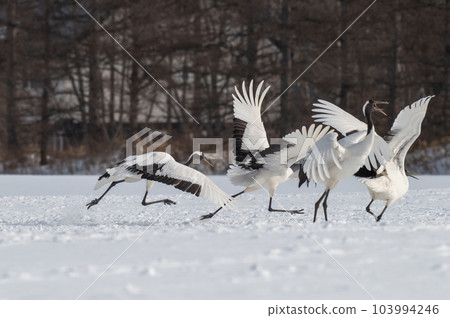北海道東部冬季風景，日本起重機 103994246