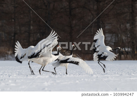 Winter scenery of Eastern Hokkaido, Japanese crane 103994247