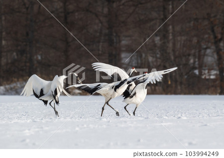 Winter scenery of Eastern Hokkaido, Japanese crane 103994249